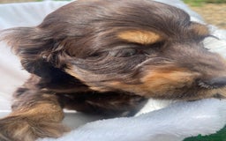 Cockapoo dogs for sale: American cockapoos rare green eyes phantoms - Image 22