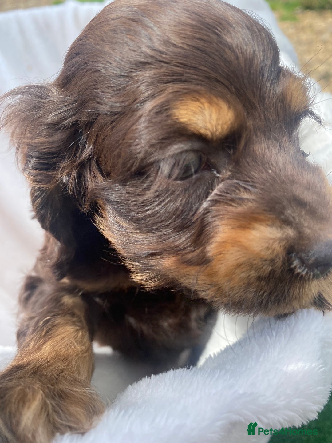 Cockapoo dogs for sale: American cockapoos rare green eyes phantoms - Image 22