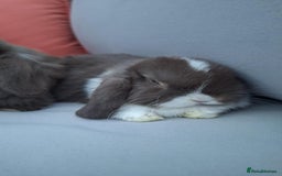 Mini Lop rabbits for sale: 💕Gorgeous purebred mini lops 💕 - Image 19