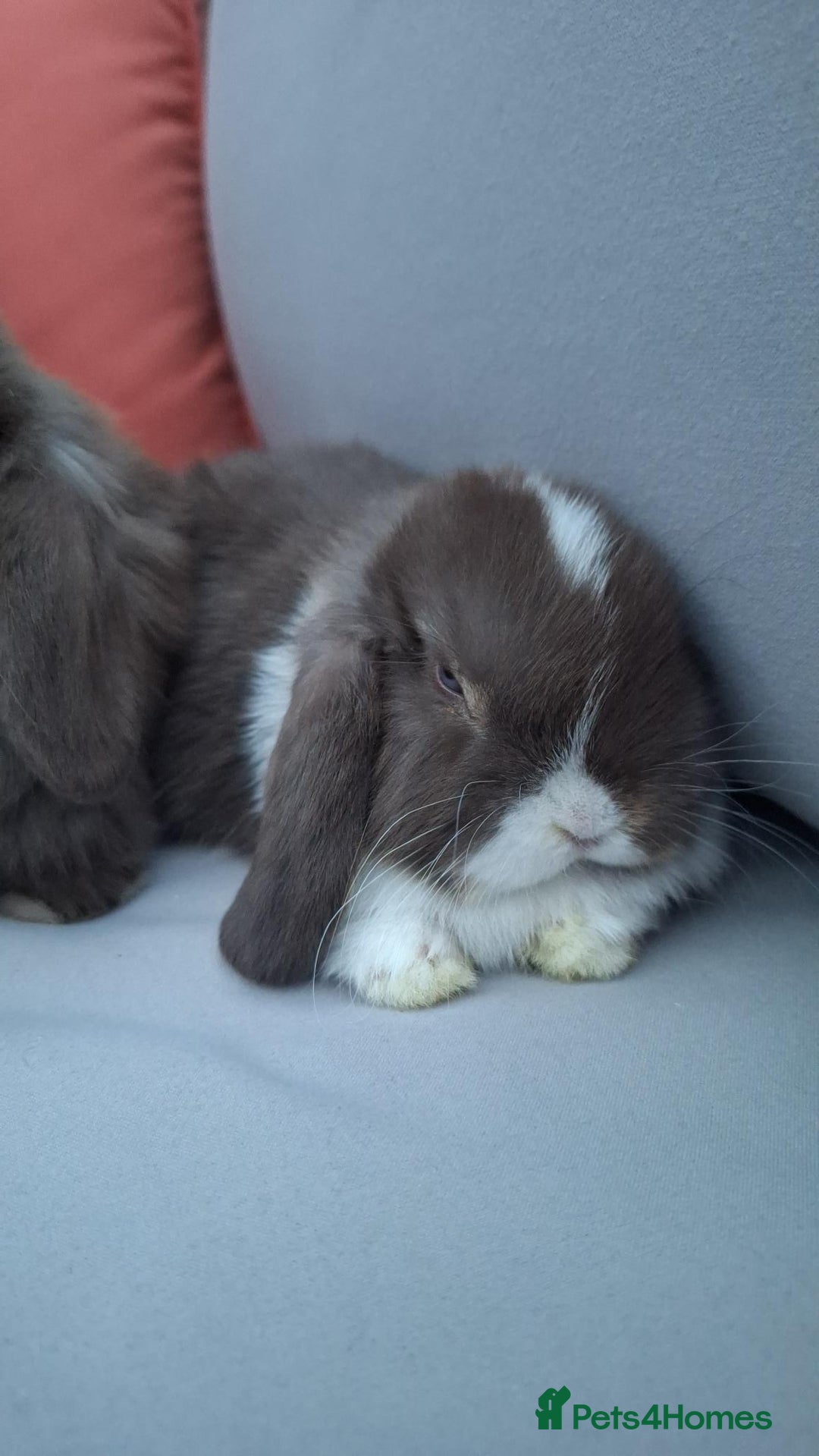 Mini Lop rabbits for sale: 💕Gorgeous purebred mini lops 💕 - Image 19