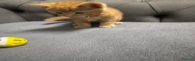 Orange collar boy 
