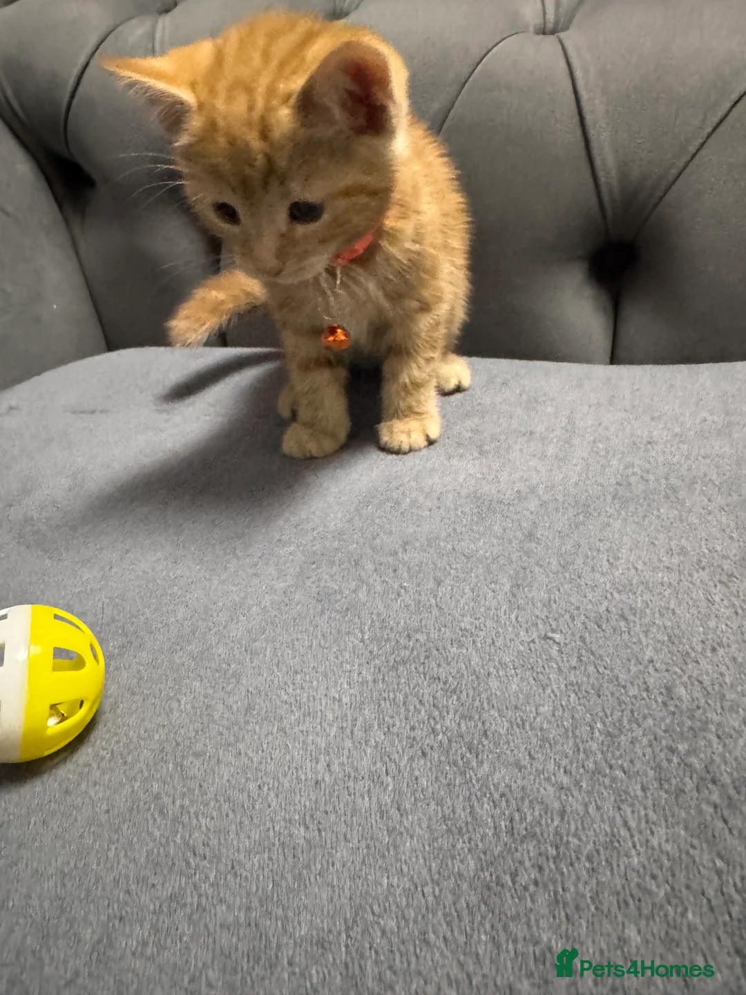 Mixed Breed cats for sale: Four gorgeous ginger kittens - Advert 2