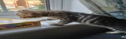 Mixed Breed cats for sale: Cuddly Tabby almost ready to leave - Advert 7