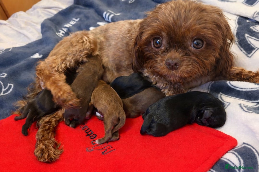 Shih Tzu dogs for sale: KC registered Black 🖤 and Chocolate 🤎 Beauties  - Advert 1