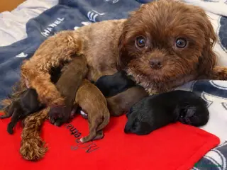 Shih Tzu dogs KC registered Black 🖤 and Chocolate 🤎 Beauties - Advert 12