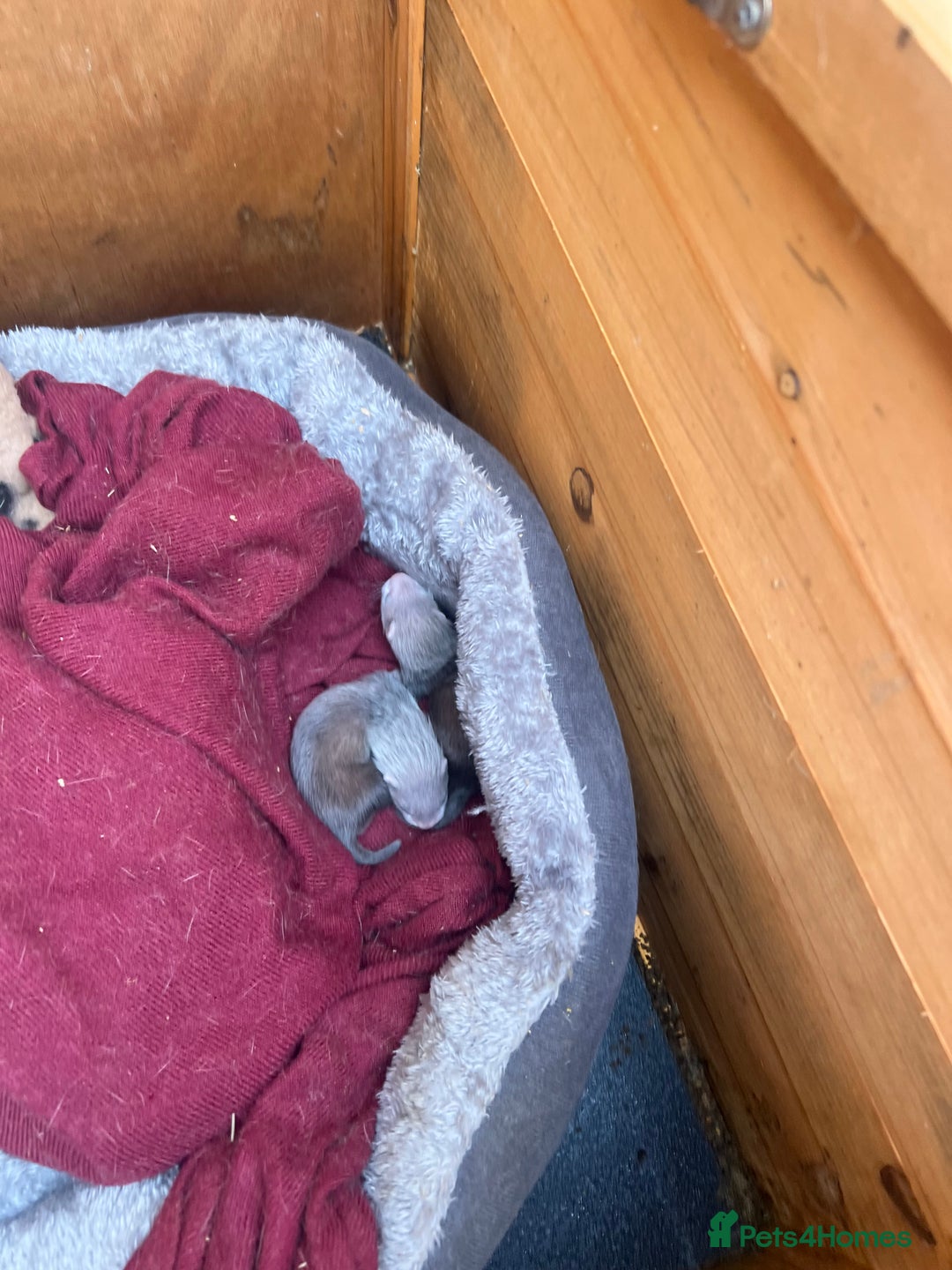 Ferret rodents for sale: Ferret kits for sale  - Image 7