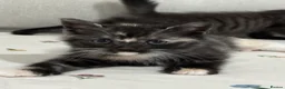 Mixed Breed cats for sale: Adorable Kittens Ready From 6th June - Advert 12