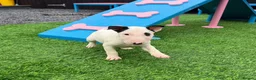English Bull Terrier dogs for sale: Stunning English bull terrier puppies for sale  - Advert 15