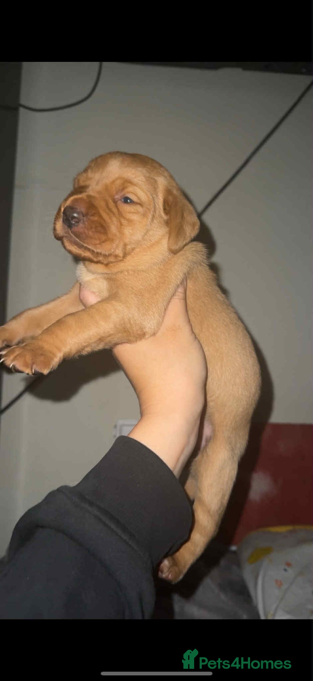 Labrador Retriever dogs for sale: Stunning Fox red labradors  - Image 2