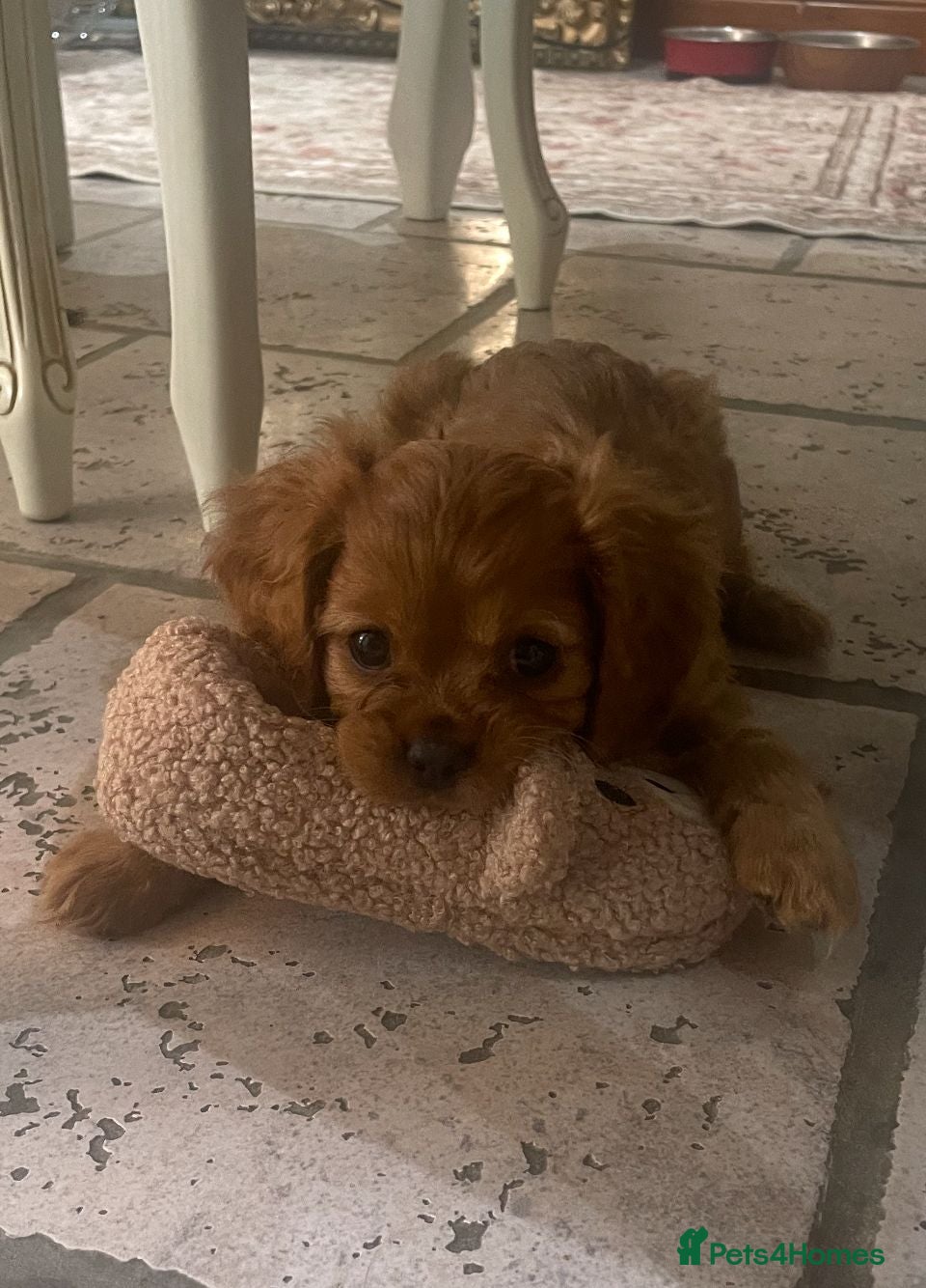Cavalier King Charles Spaniel dogs King Charles cavalier babies  - Advert 2