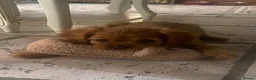 Cavalier King Charles Spaniel dogs for sale: King Charles cavalier babies  - Advert 21