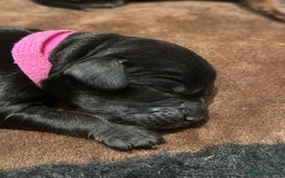 Cockapoo dogs for sale: •F1B Cockapoo Pups - Black & Tan - Ready 19th Dec• - Image 10