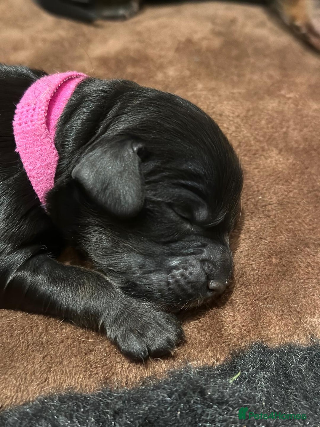 Cockapoo dogs for sale: •F1B Cockapoo Pups - Black & Tan - Ready 19th Dec• - Image 10