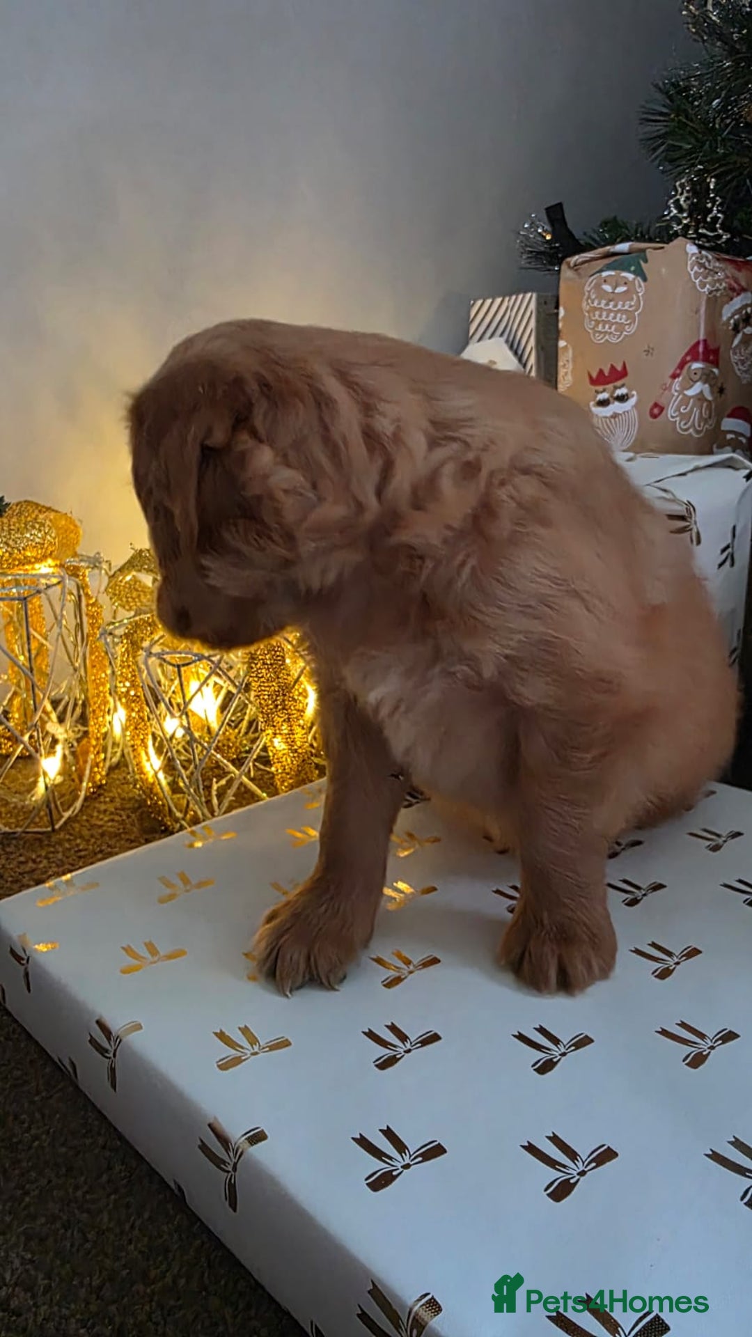 Golden Retriever dogs for sale: Dark Working Golden Retriever puppies - Advert 18