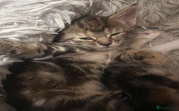 Mixed Breed cats for sale:  Beautiful Kittens for Sale – 2 Boys & 2 Girls 🐾 - Image 5