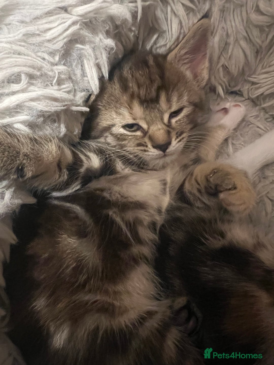 Mixed Breed cats for sale:  Beautiful Kittens for Sale – 2 Boys & 2 Girls 🐾 - Image 5