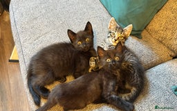 Mixed Breed cats for sale: Stunning kittens (3) - Image 11