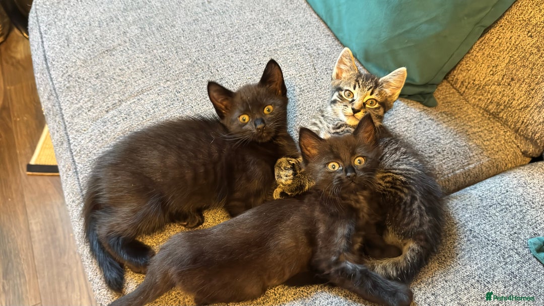 Mixed Breed cats for sale: Stunning kittens (3) - Image 11
