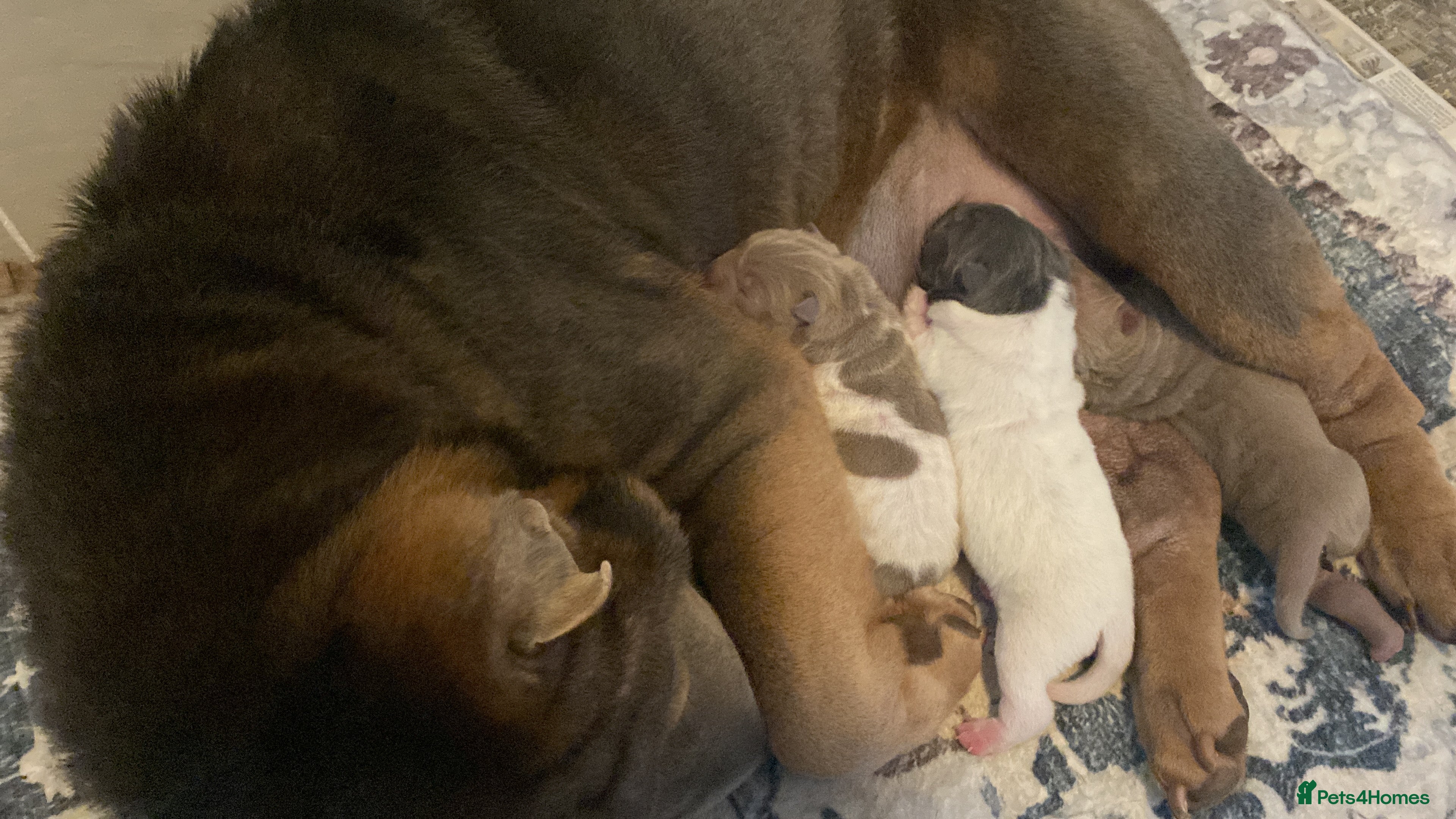Shar Pei dogs for sale: Beautiful shar pei puppies - Advert 5