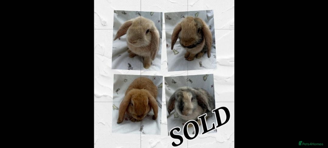 Dwarf Lop rabbits Beautiful Dwarf Lop Bunnies - Advert 17