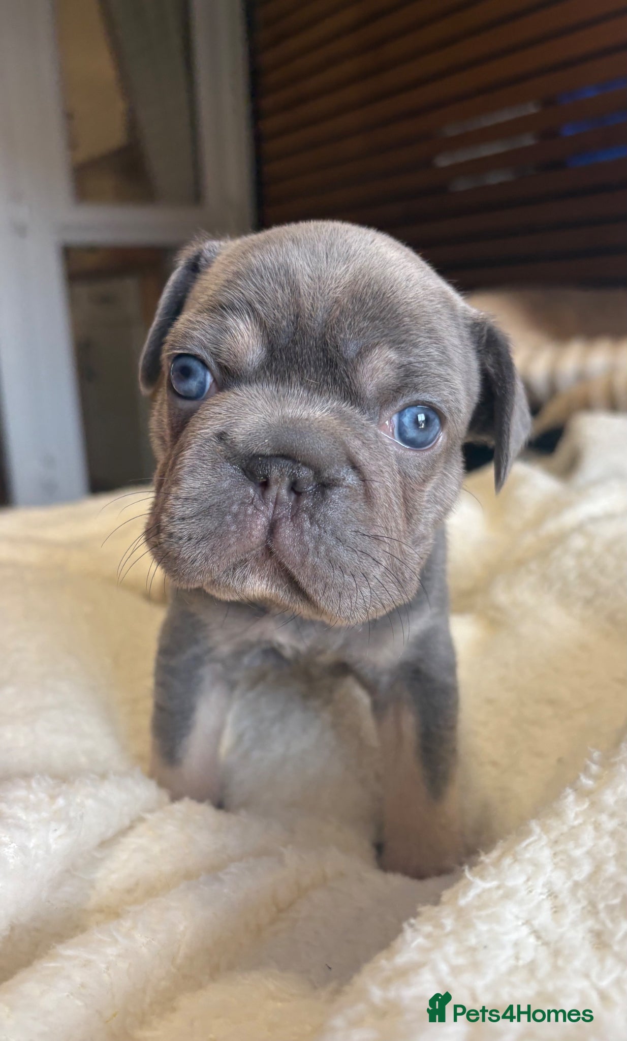 French Bulldog dogs ❤️💙💙French-bulldog puppies 💙💙❤️ - Advert 3