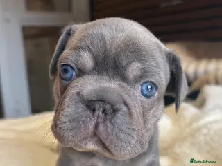 French Bulldog dogs ❤️READY TO LEAVE French-bulldog puppies ❤️ - Advert 18