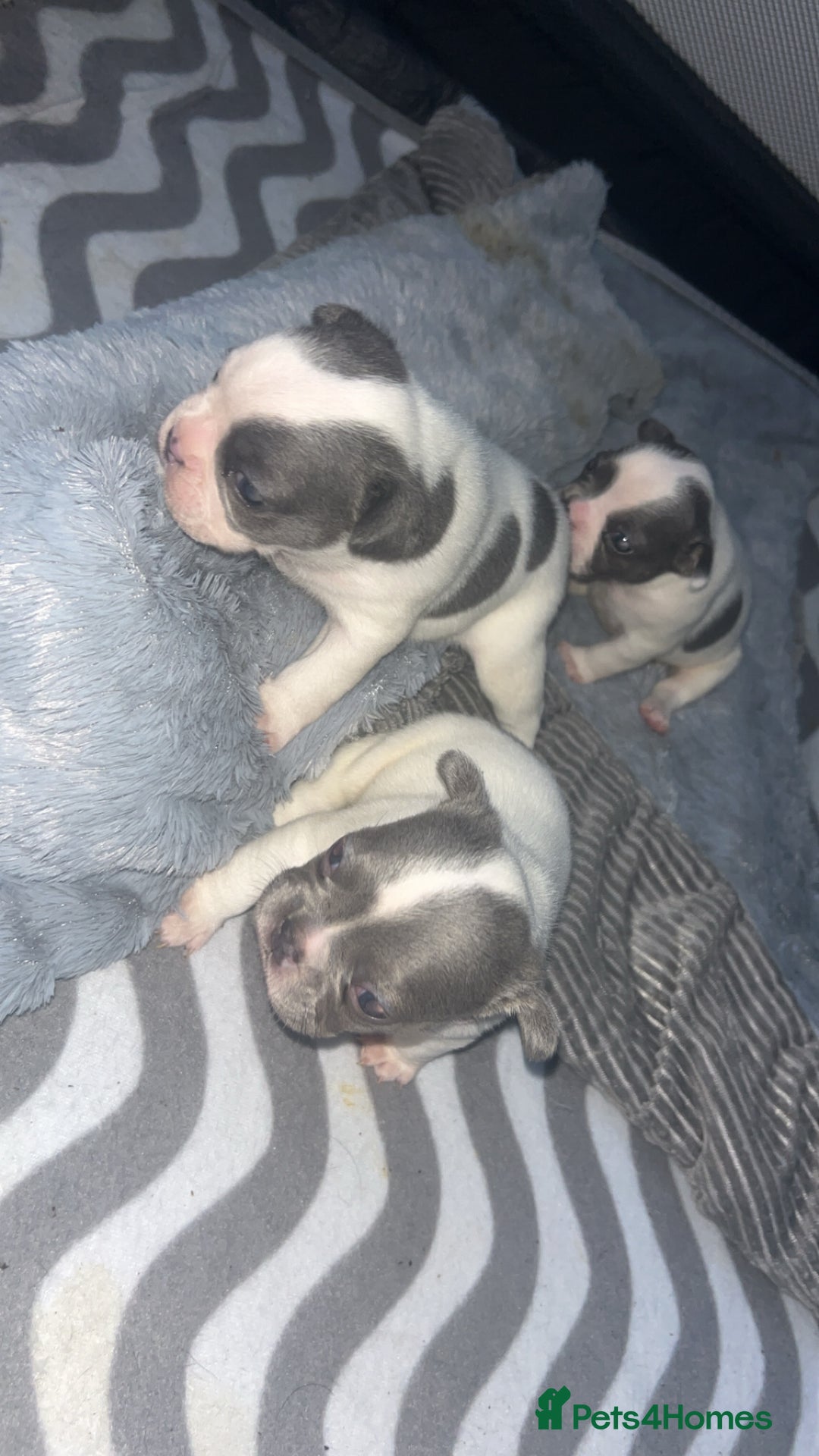 French Bulldog dogs for sale: French bulldogs  - Image 8