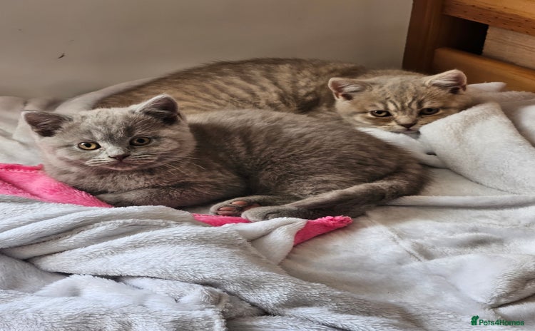 British Shorthair cats 2 British short hair boys  - Advert 1