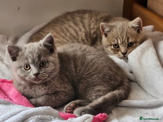 British Shorthair cats for sale: 2 British short hair boys - Advert 1