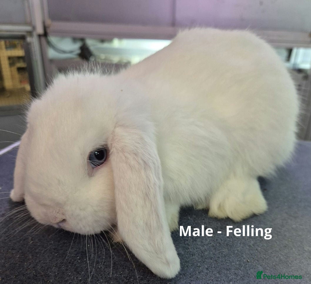 Dwarf Lop rabbits Beautiful Rabbits Available  - Advert 1