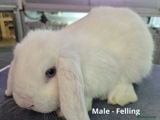 Dwarf Lop rabbits Beautiful Rabbits Available - Advert 14