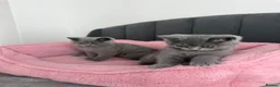 British Shorthair cats for sale: British shorthair kittens - Advert 15
