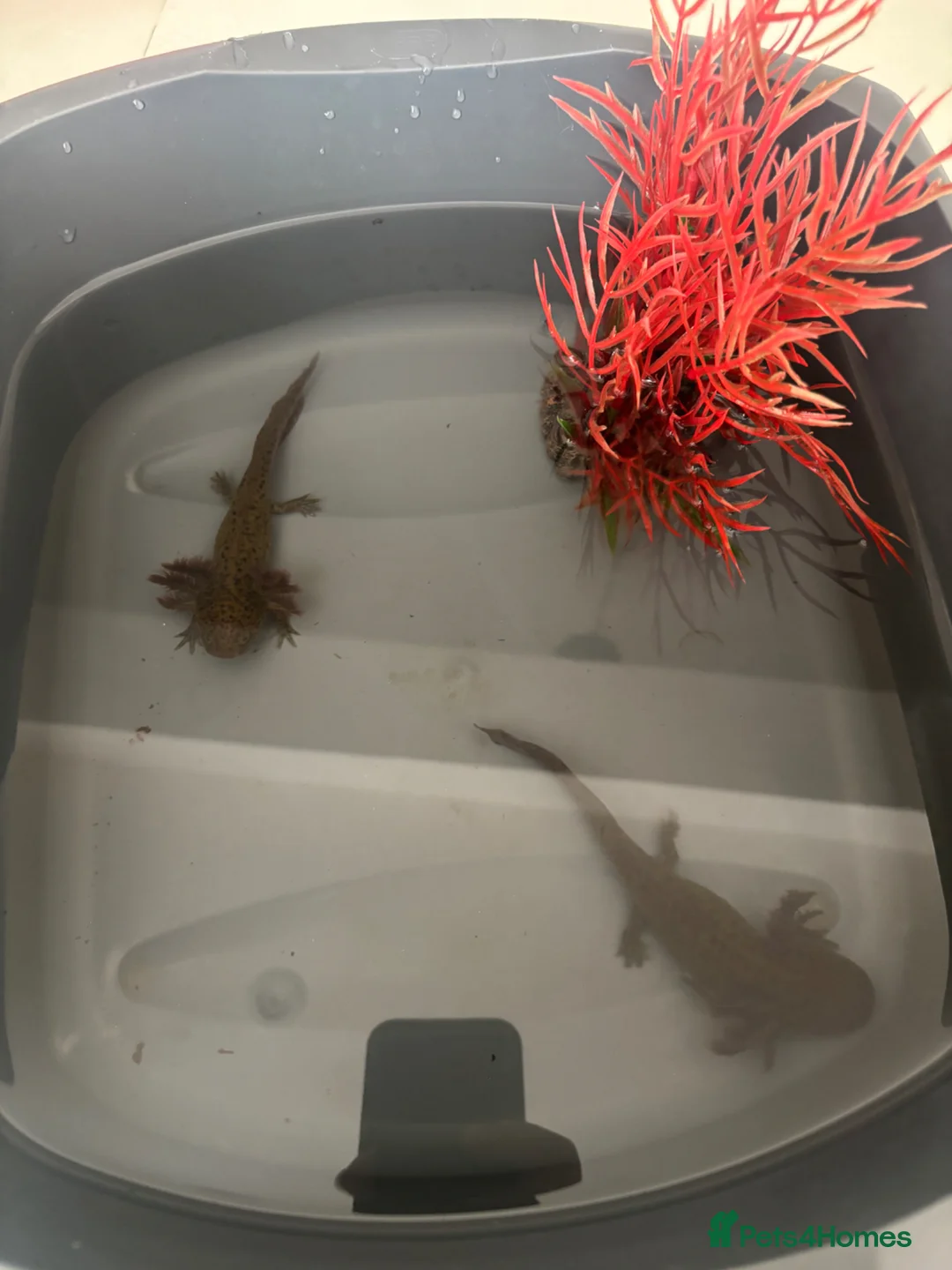 Axolotl reptiles for sale: 6 month old Axolotl  in Hassocks - Advert 2