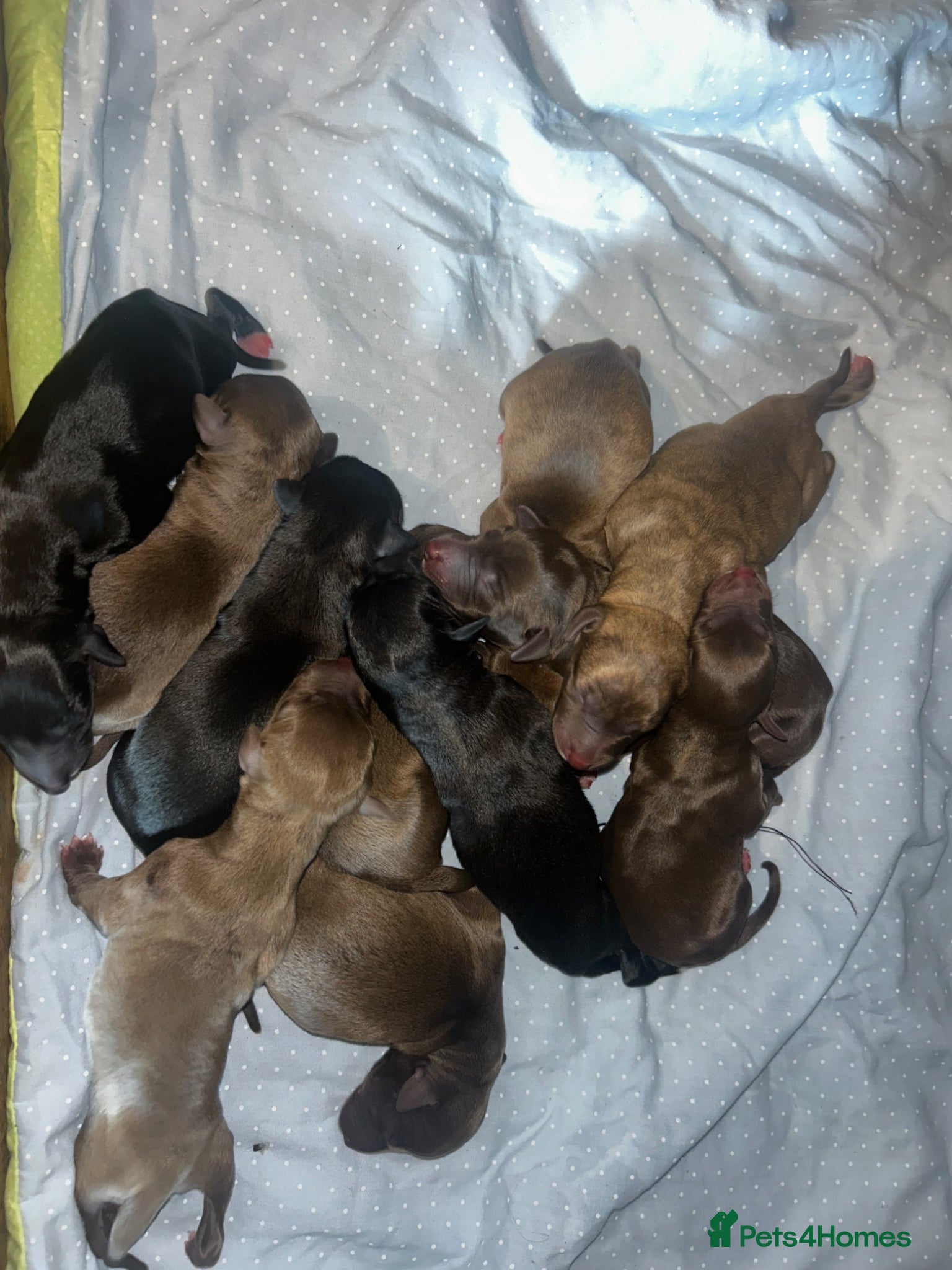Mixed Breed dogs for sale: 11 gorgeous bedlington whippet pups  - Advert 2