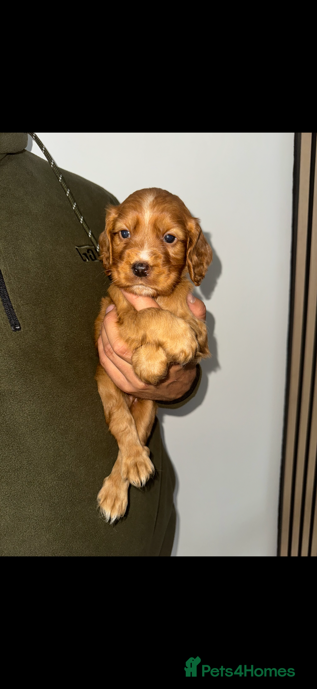 Cocker Spaniel dogs for sale: 8 beautiful working cocker spaniels  🏠  - Image 5