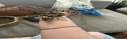 Python Snake reptiles for sale: Ball/ royal python  - Advert 1