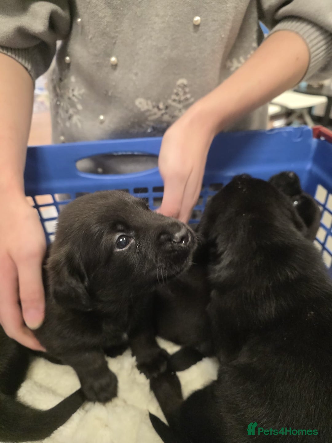 Mixed Breed dogs for sale: German shepherd x Working Labrador puppies  - Advert 13