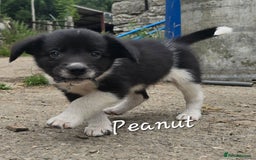 Border Collie dogs for sale:  Any farmers looking for working dogs? - Image 20