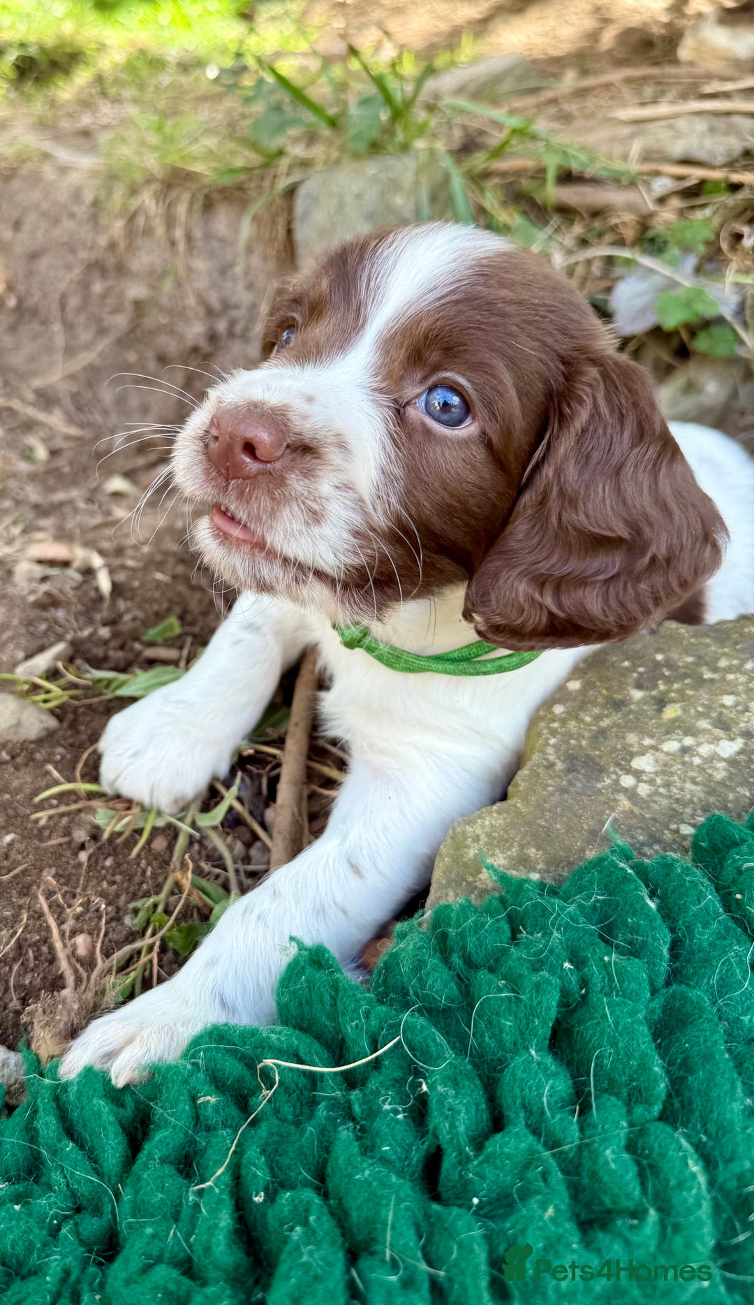 English Springer Spaniel dogs for sale: FTAW Bred Puppies from excellent lines - Image 2