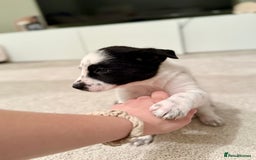Border Collie dogs for sale: Litter of 5 border collies for sale - Image 5