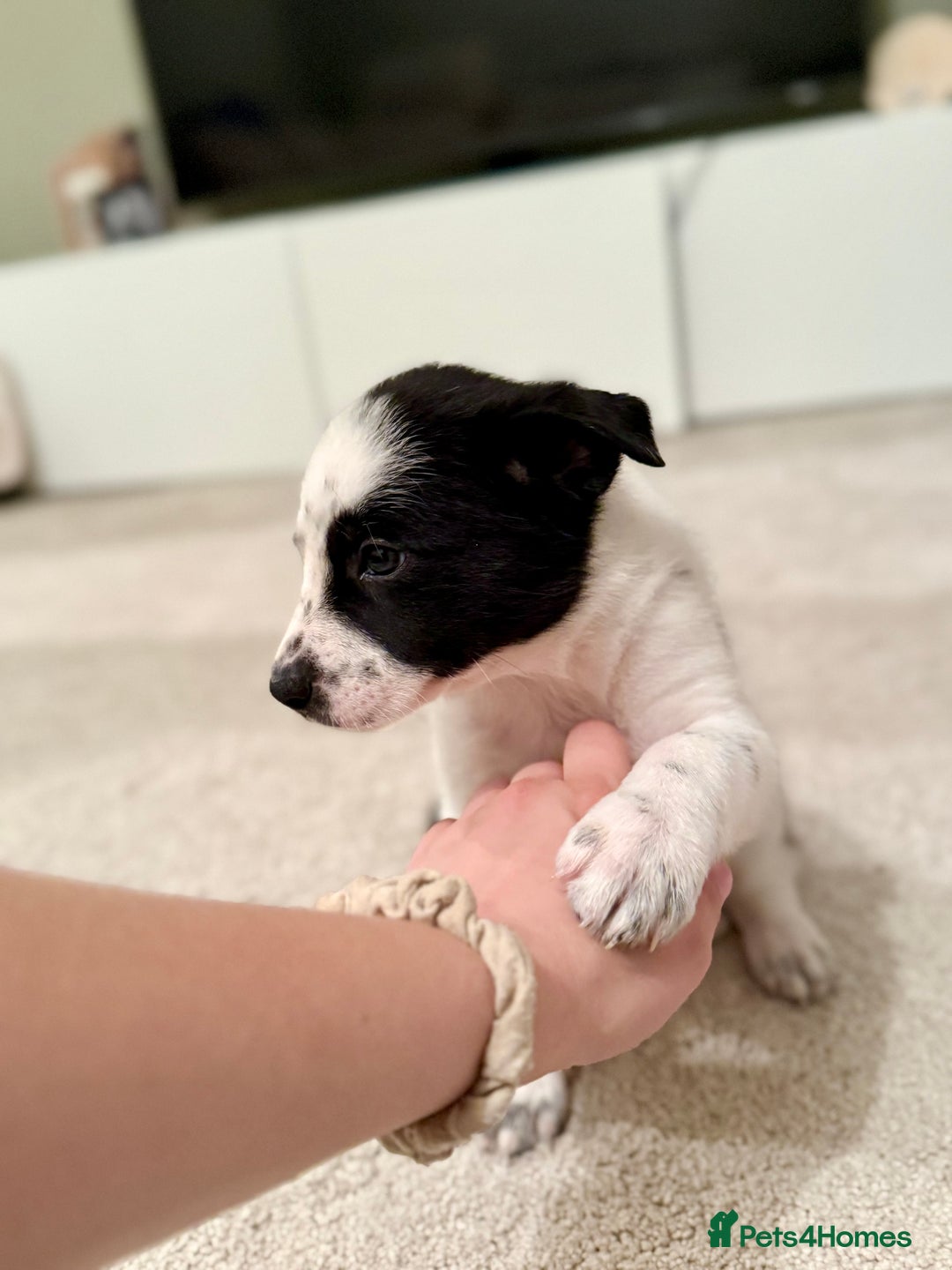Border Collie dogs for sale: Litter of 5 border collies for sale - Image 5