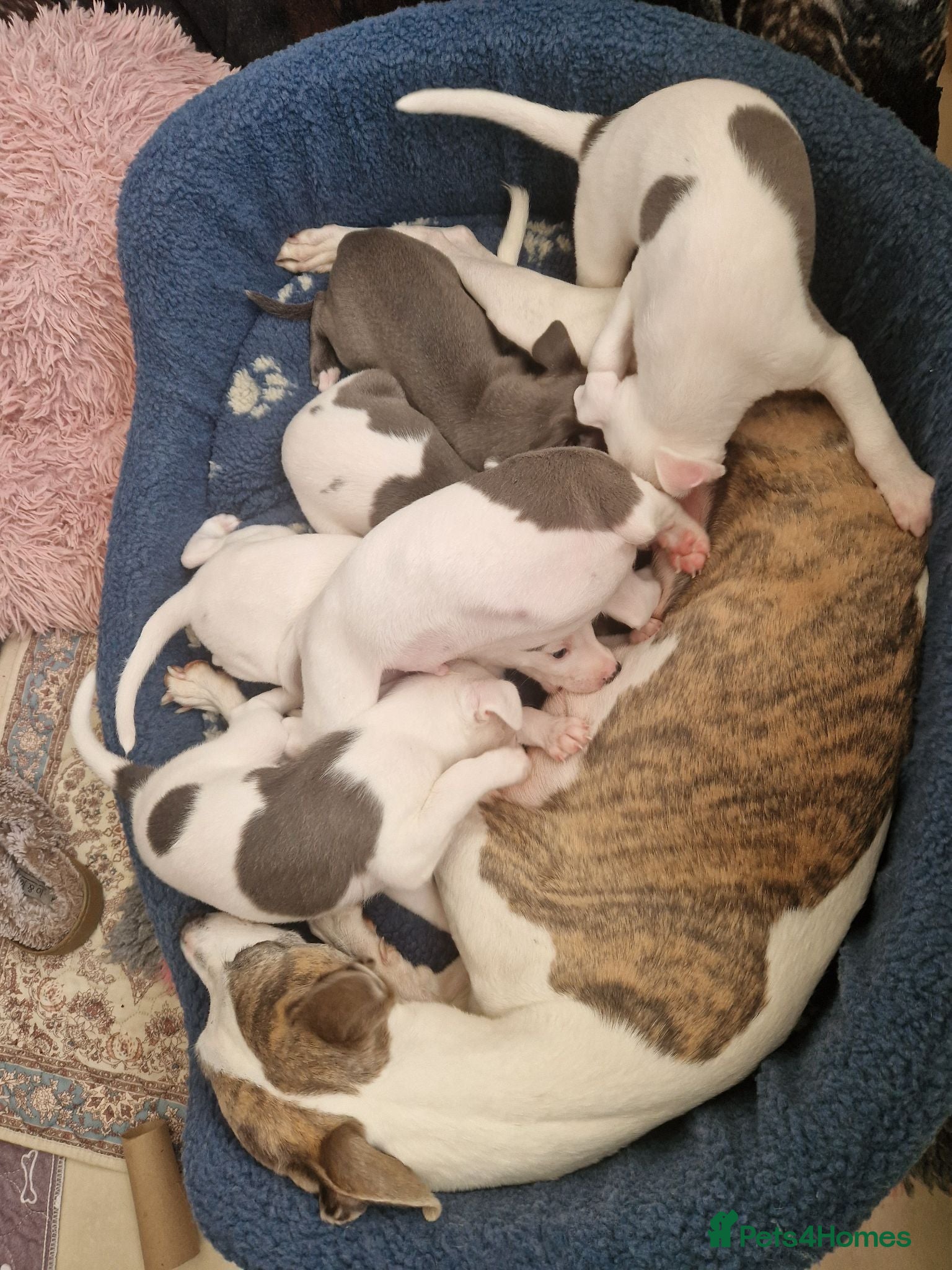 Whippet dogs Heart and DNA tested Blue Parti Whippet Puppies. - Advert 1