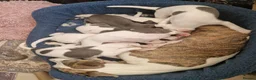 Whippet dogs for sale: Heart and DNA tested Blue Parti Whippet Puppies. - Advert 1