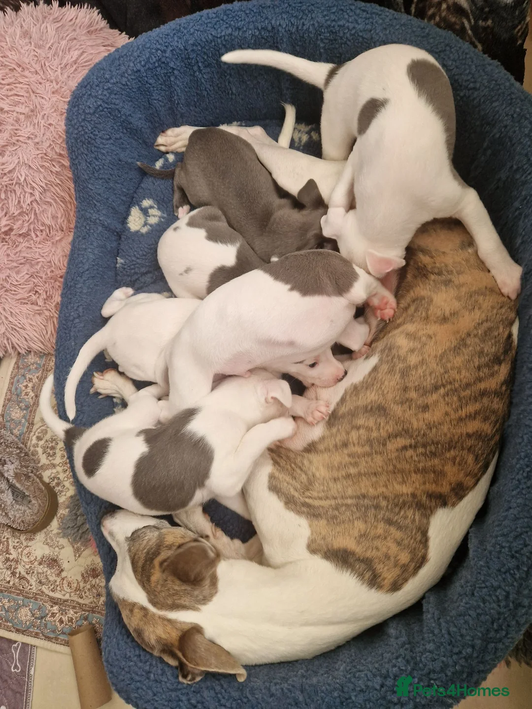 Whippet dogs for sale: Heart and DNA tested Blue Parti Whippet Puppies. - Advert 1