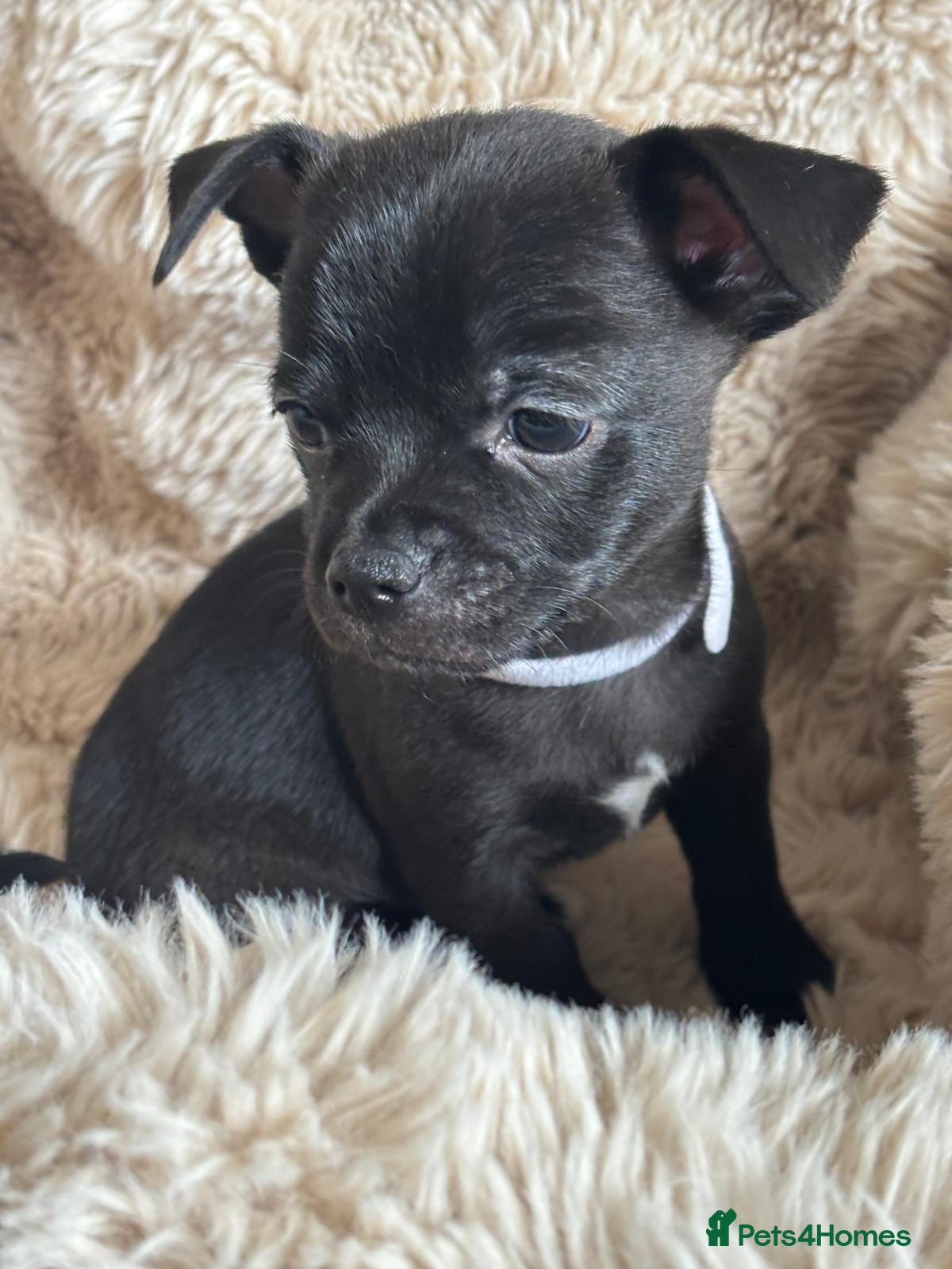 Chihuahua dogs Last pup left, beautiful short haired pup - Advert 2