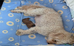 Cavapoo dogs for sale: F1B Deep Fox Red High Quality DNA Clear Puppy  - Image 11