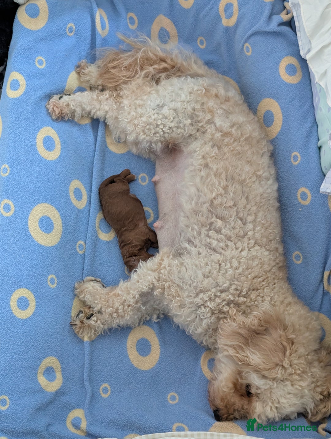 Cavapoo dogs for sale: F1B Deep Fox Red High Quality DNA Clear Puppy  - Image 11