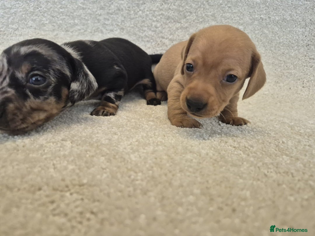 Dachshund dogs for sale: BEAUTIFUL MINI DACSHUNDS - Image 13