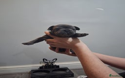 French Bulldog dogs for sale: French bulldogs - Image 10