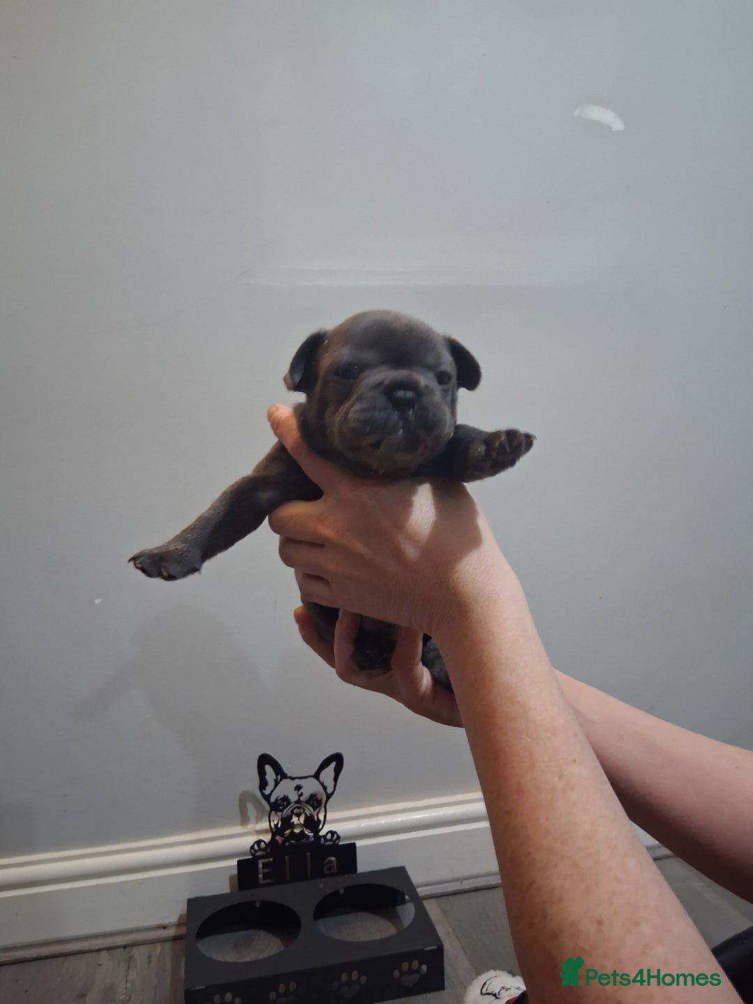 French Bulldog dogs for sale: French bulldogs - Image 10